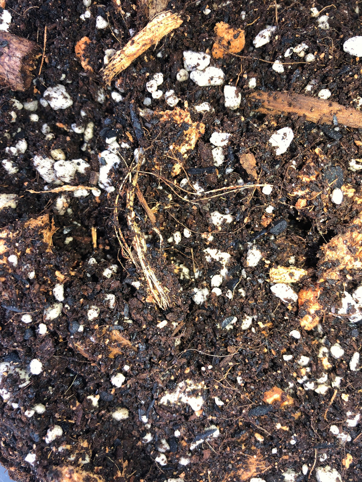 Philodendron Premium Potting Mix