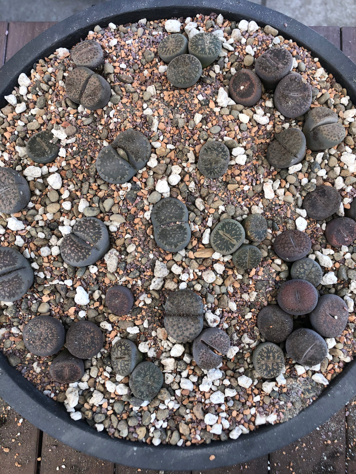 Lithops Living Stone Premium Potting Mix