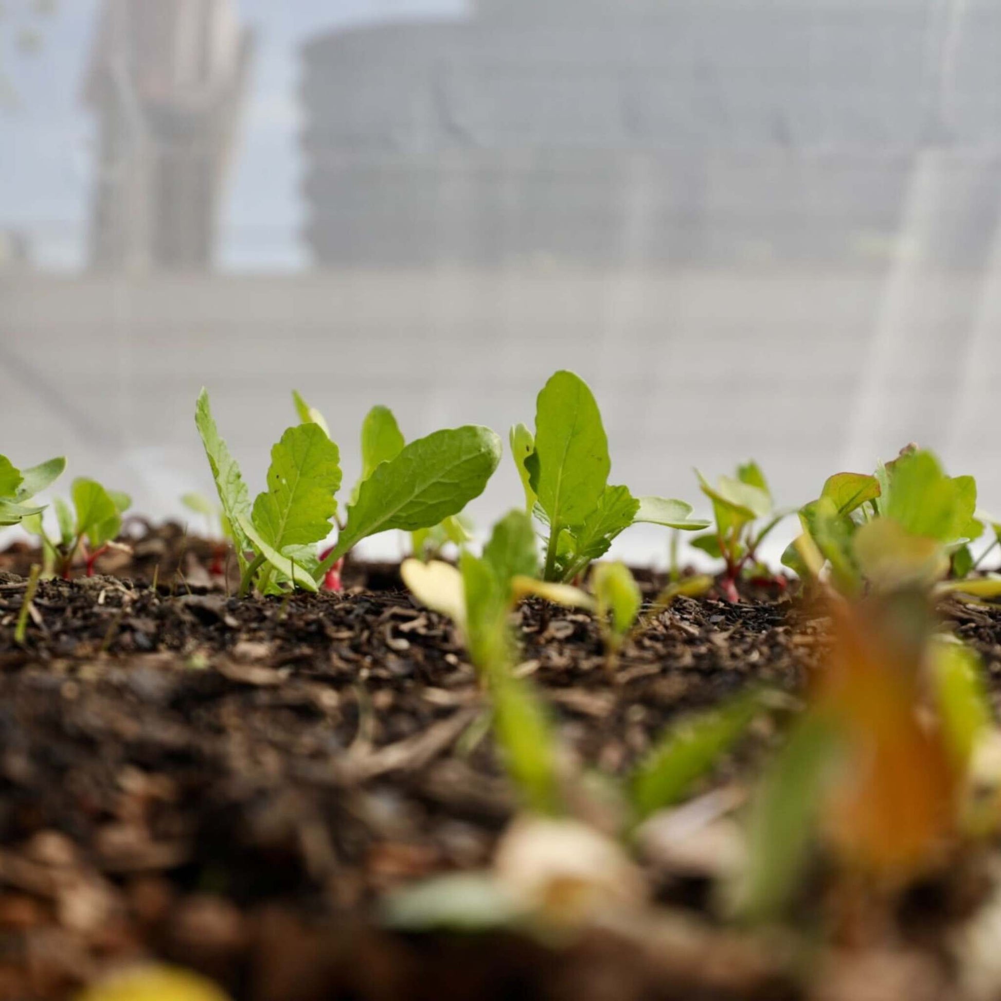 Heavy-Duty Insect Netting - Midwest Grow LLC