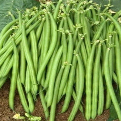 Jade Bush Green Bean Seeds