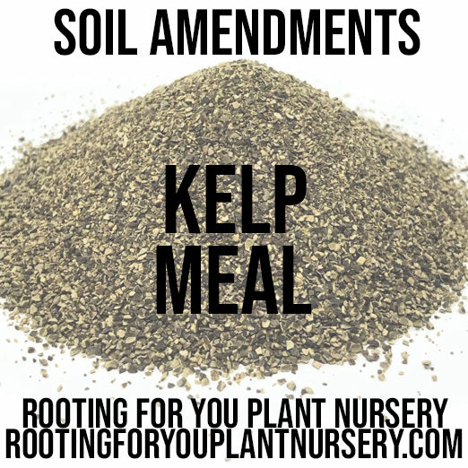 Kelp Meal Soil Amendment