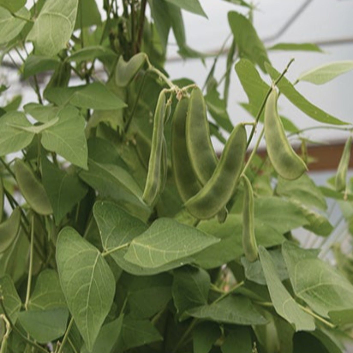 Pole Lima Bean King of the Garden Seeds