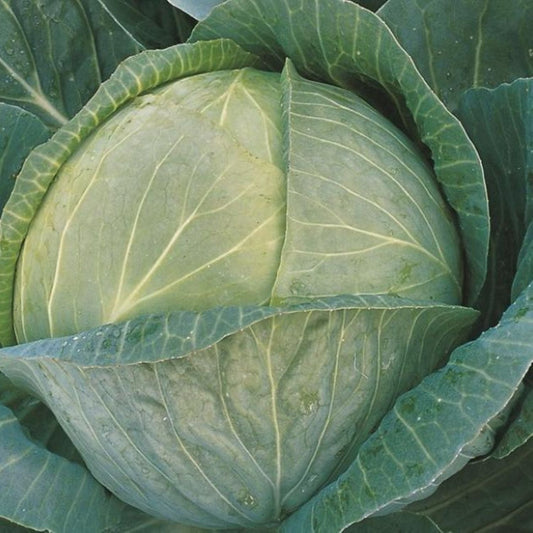Megaton F1 Cabbage Treated Seeds