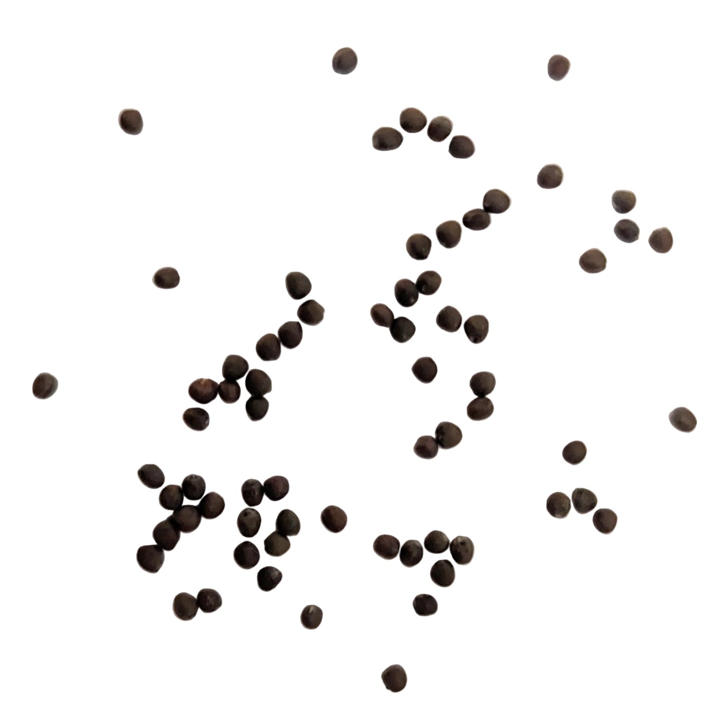 Padoc F1 Cabbage Seeds