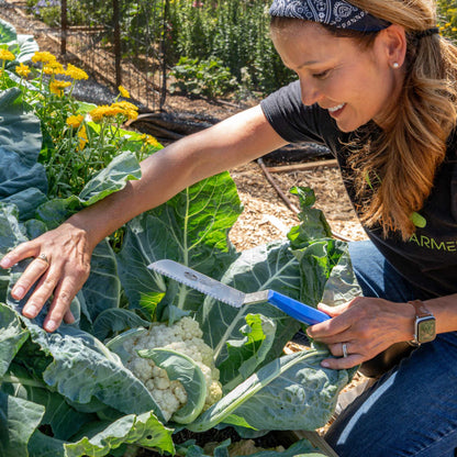 Harvest Knife for Spinach & Leafy Greens- Serrated - Midwest Grow LLC
