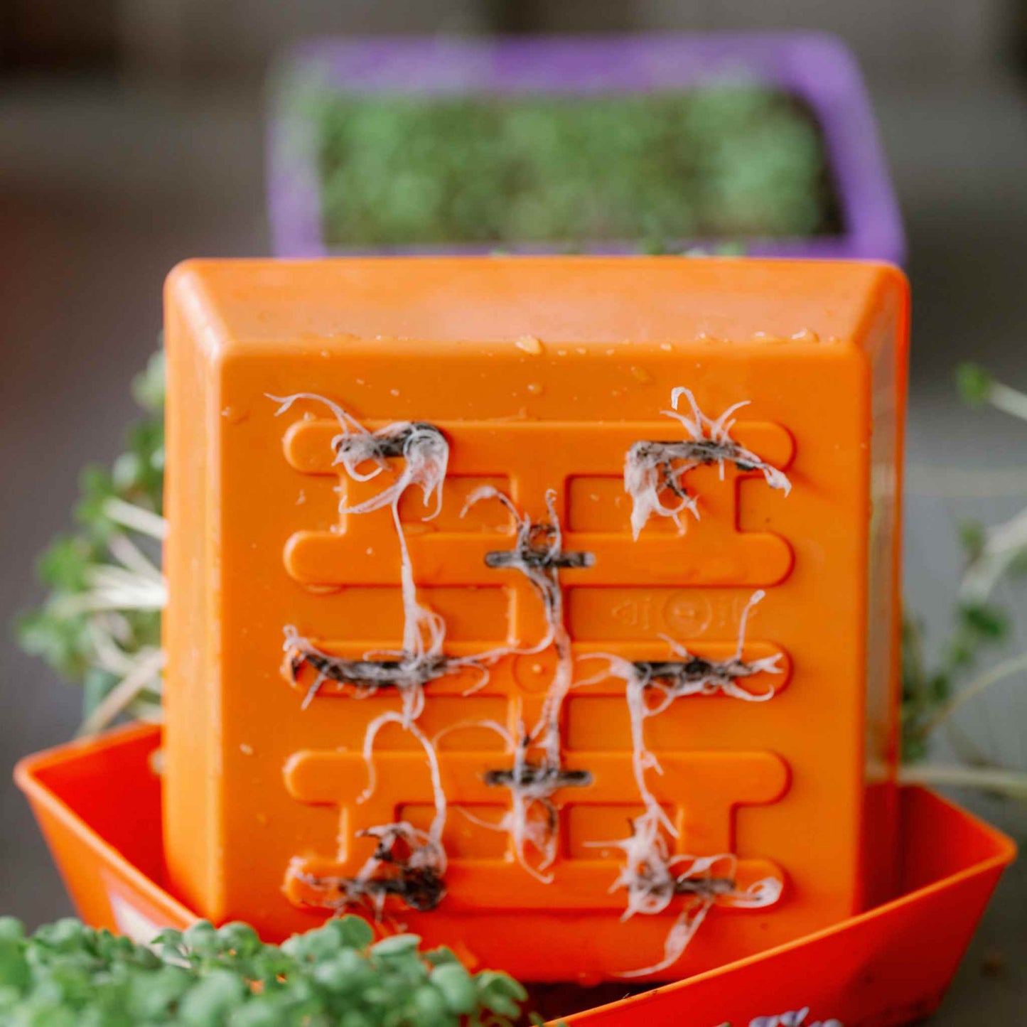 5X5 Extra Strength Shallow Microgreen Trays
