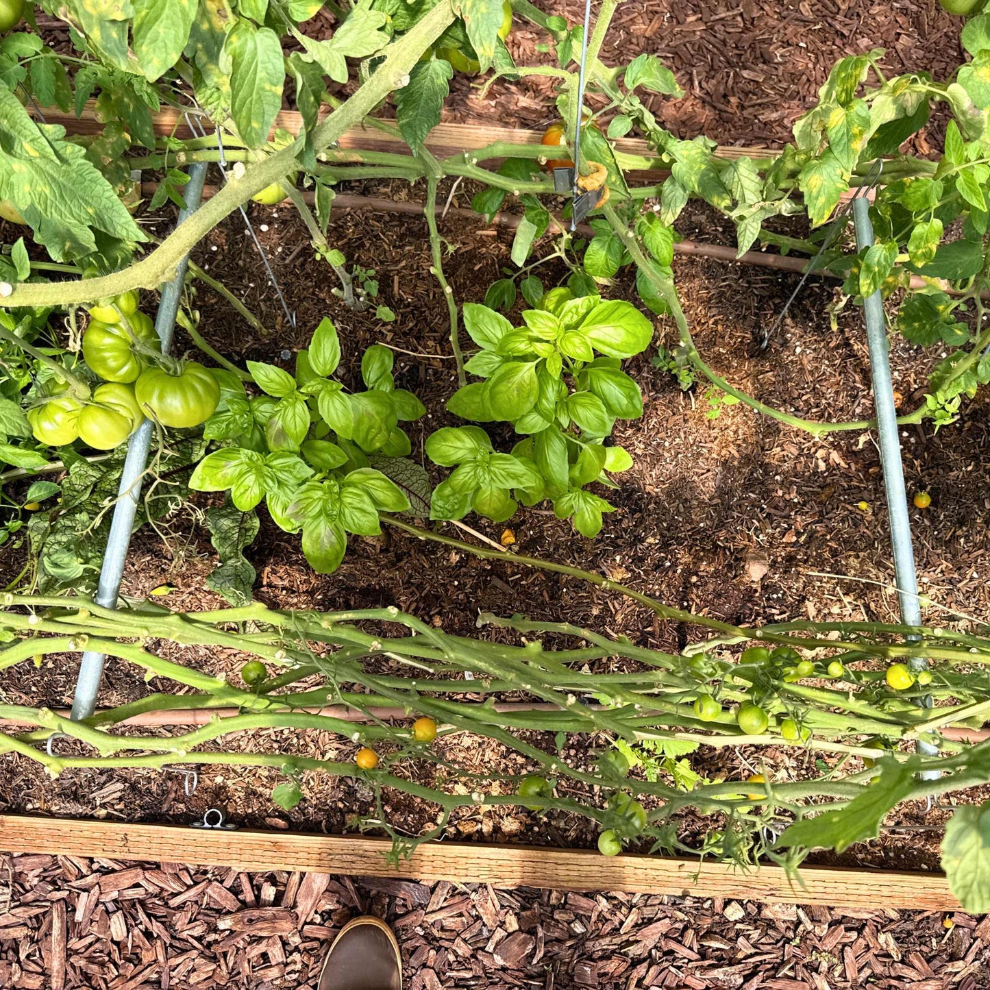 Vine Buddy Trellis Support - Midwest Grow LLC