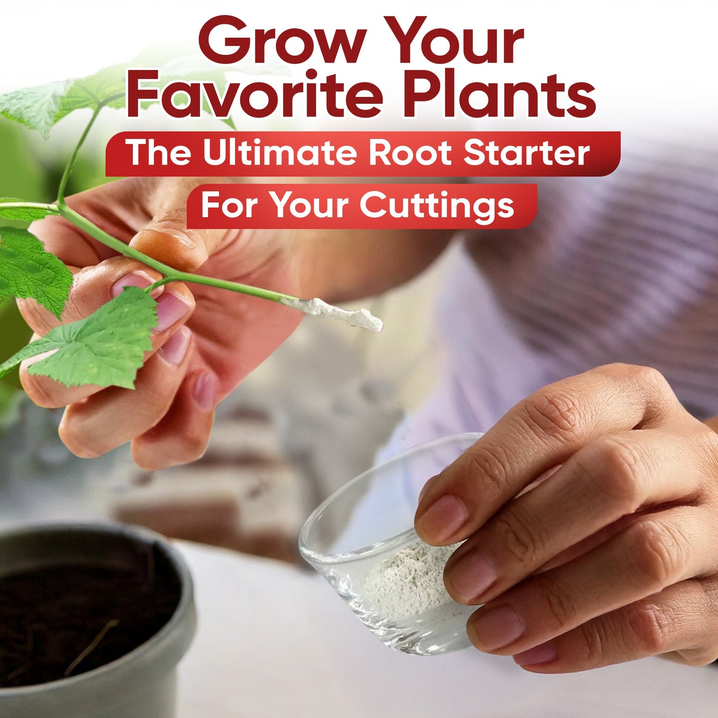 Hormex Rooting Powder Pack #3, 8, 16 - Rooting Hormone for Common Home Garden Plants to Very Difficult Hardwood, Medicinal and Tree Cuttings