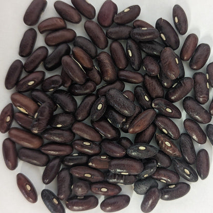 Provider Bush Green Bean Seeds
