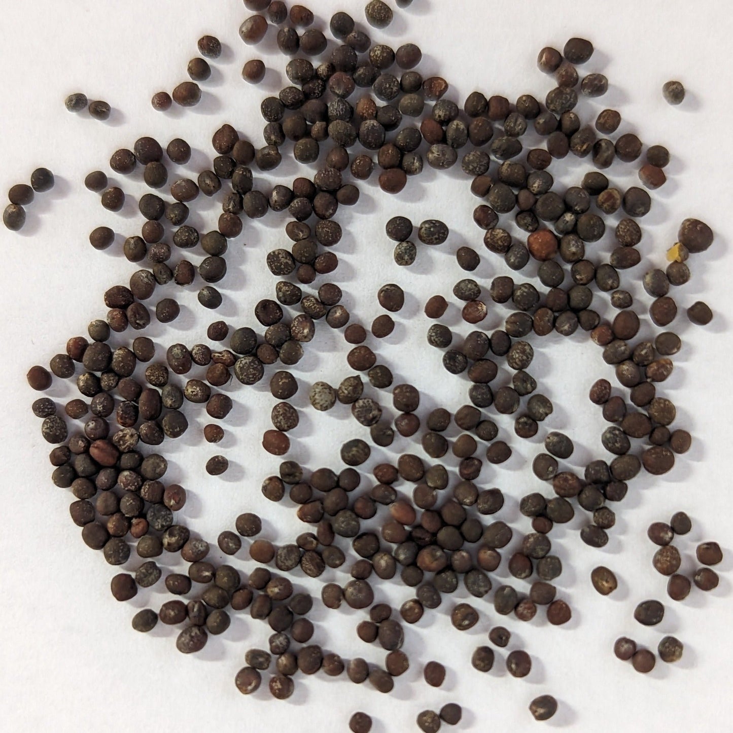 Red Acre Heirloom Cabbage Seeds