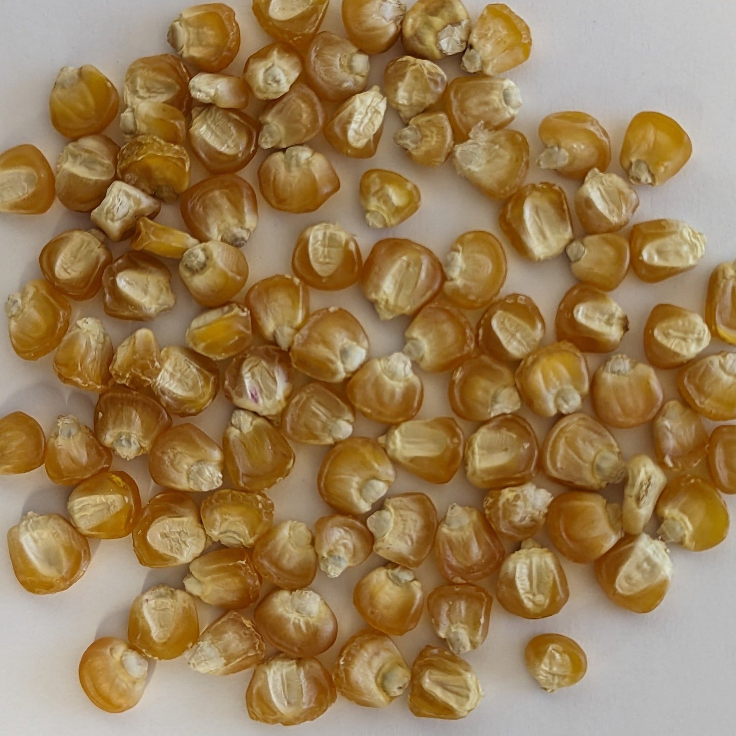 Golden Bantam 12 Row Untreated Heirloom Sweet Corn Seeds