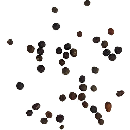 Gypsy Hybrid Broccoli Seeds