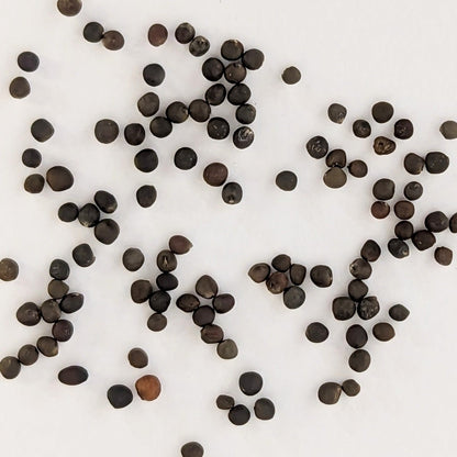 Gustus Hybrid Brussels Sprouts Seeds
