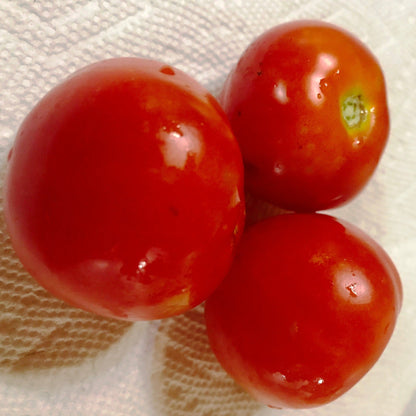 Papaw's Dwarf Pixie Tomato Seeds