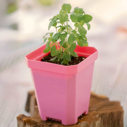 5" Nursery Pots with Insert Tray - Midwest Grow LLC