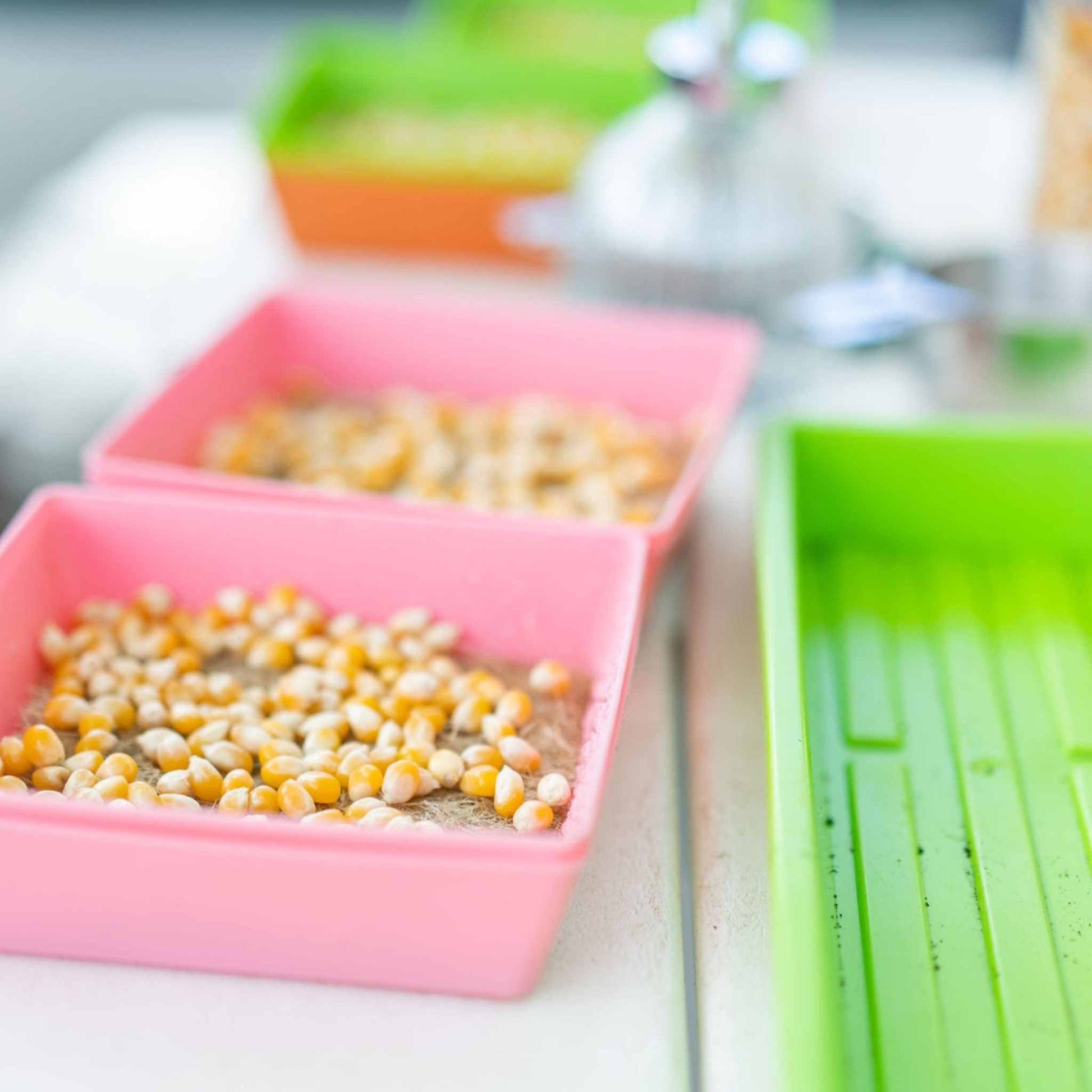 Classroom Microgreens Bundle - Midwest Grow LLC