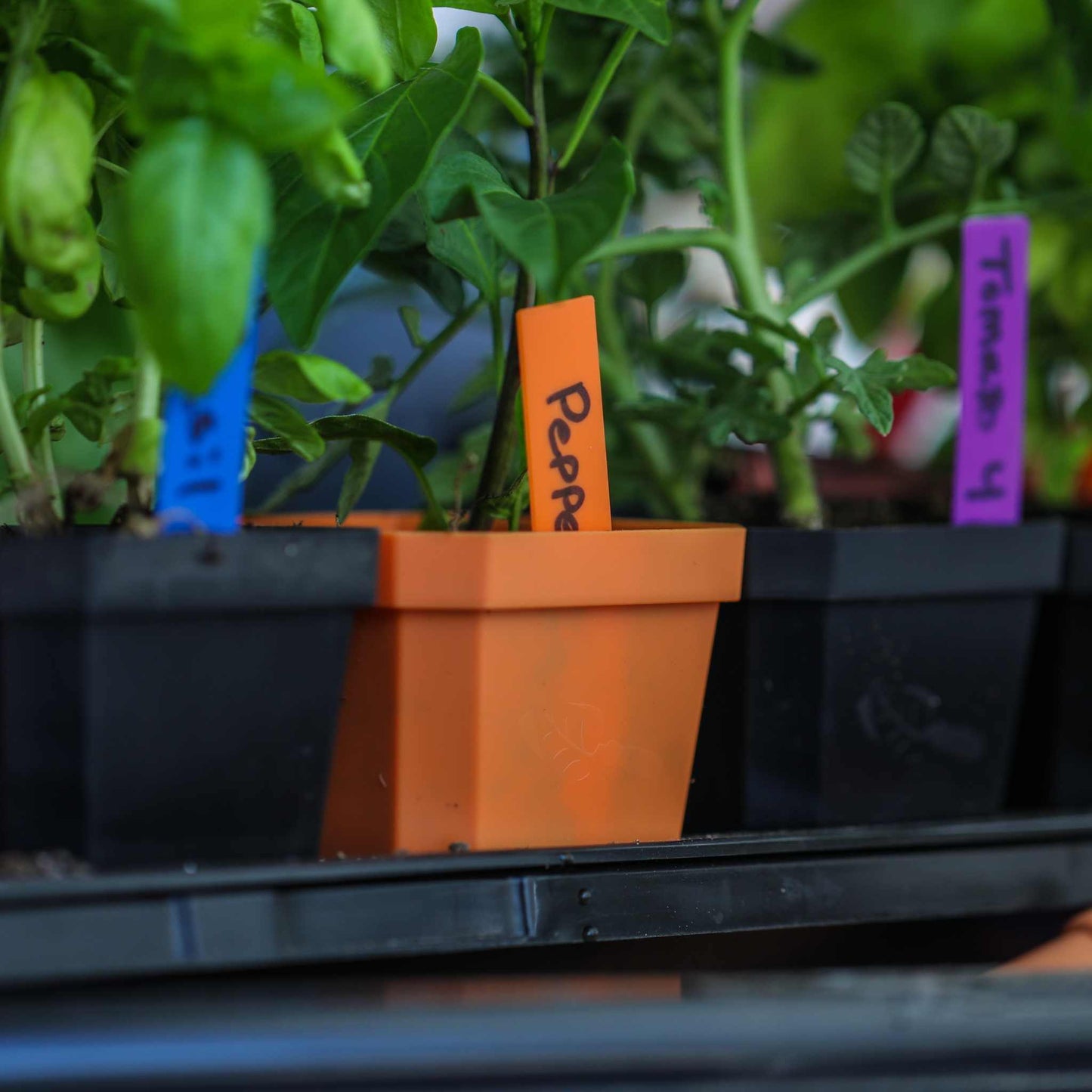 Multi-color Plant Labels | 100 count