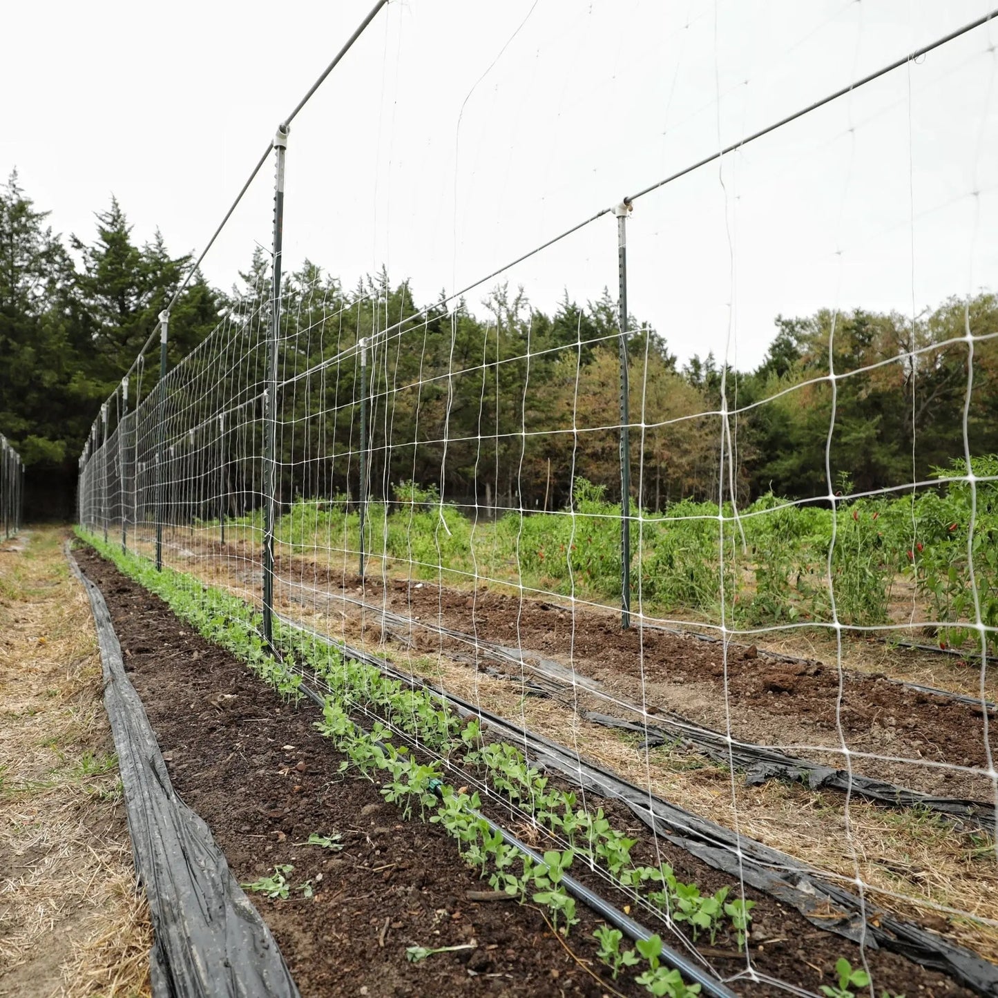 Trellis Netting | 6" Mesh - Midwest Grow LLC