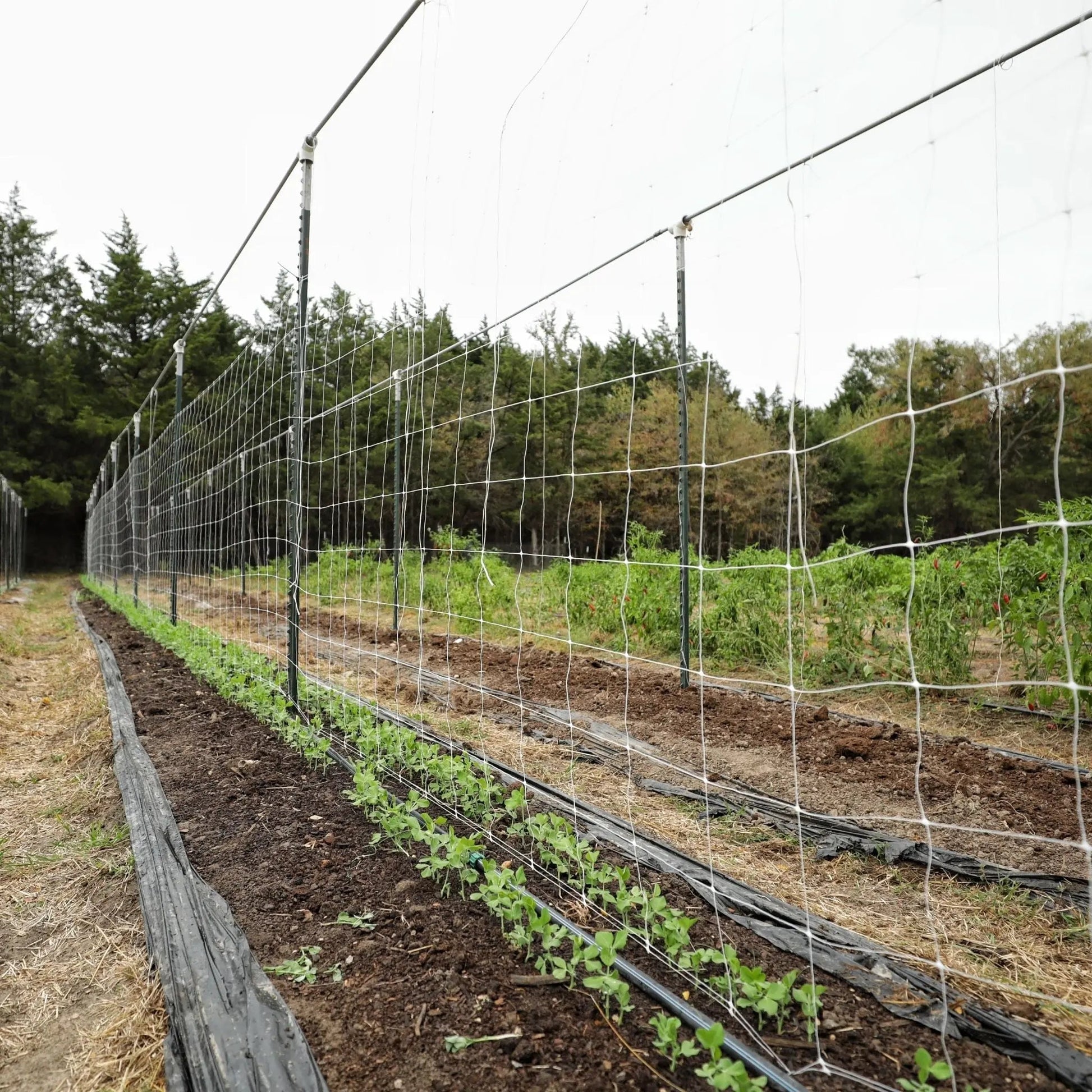 Trellis Netting | 6" Mesh - Midwest Grow LLC