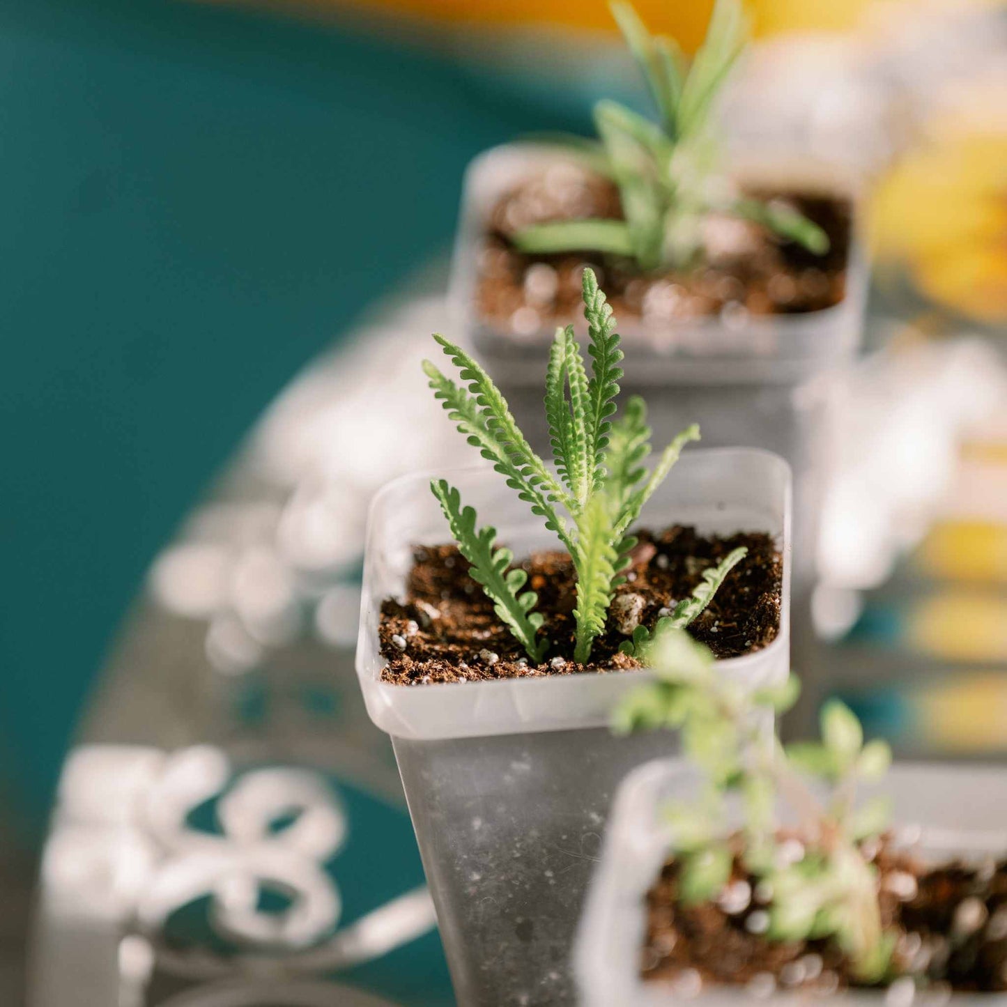 Propagation Kit | For Cuttings, Seedlings and More - Midwest Grow LLC