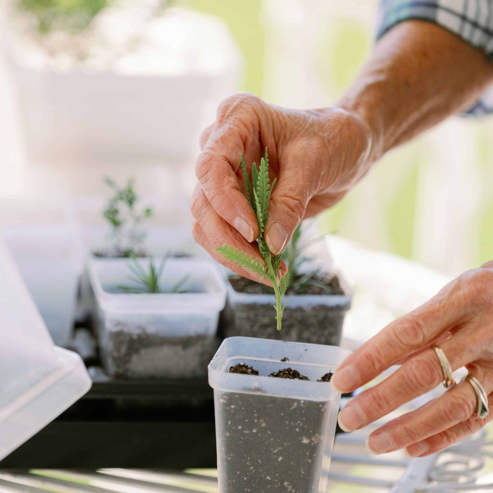 Propagation Kit | For Cuttings, Seedlings and More - Midwest Grow LLC