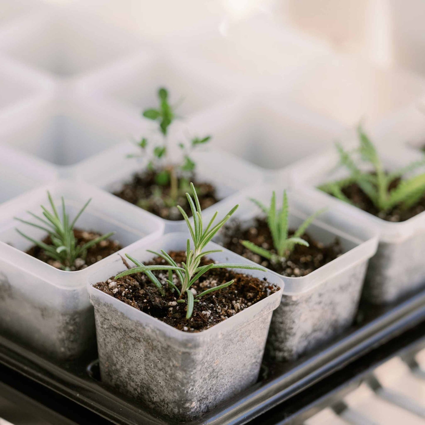 Propagation Kit | For Cuttings, Seedlings and More - Midwest Grow LLC