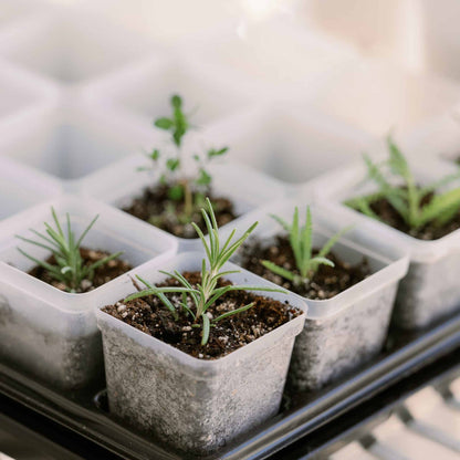 Propagation Kit | For Cuttings, Seedlings and More - Midwest Grow LLC