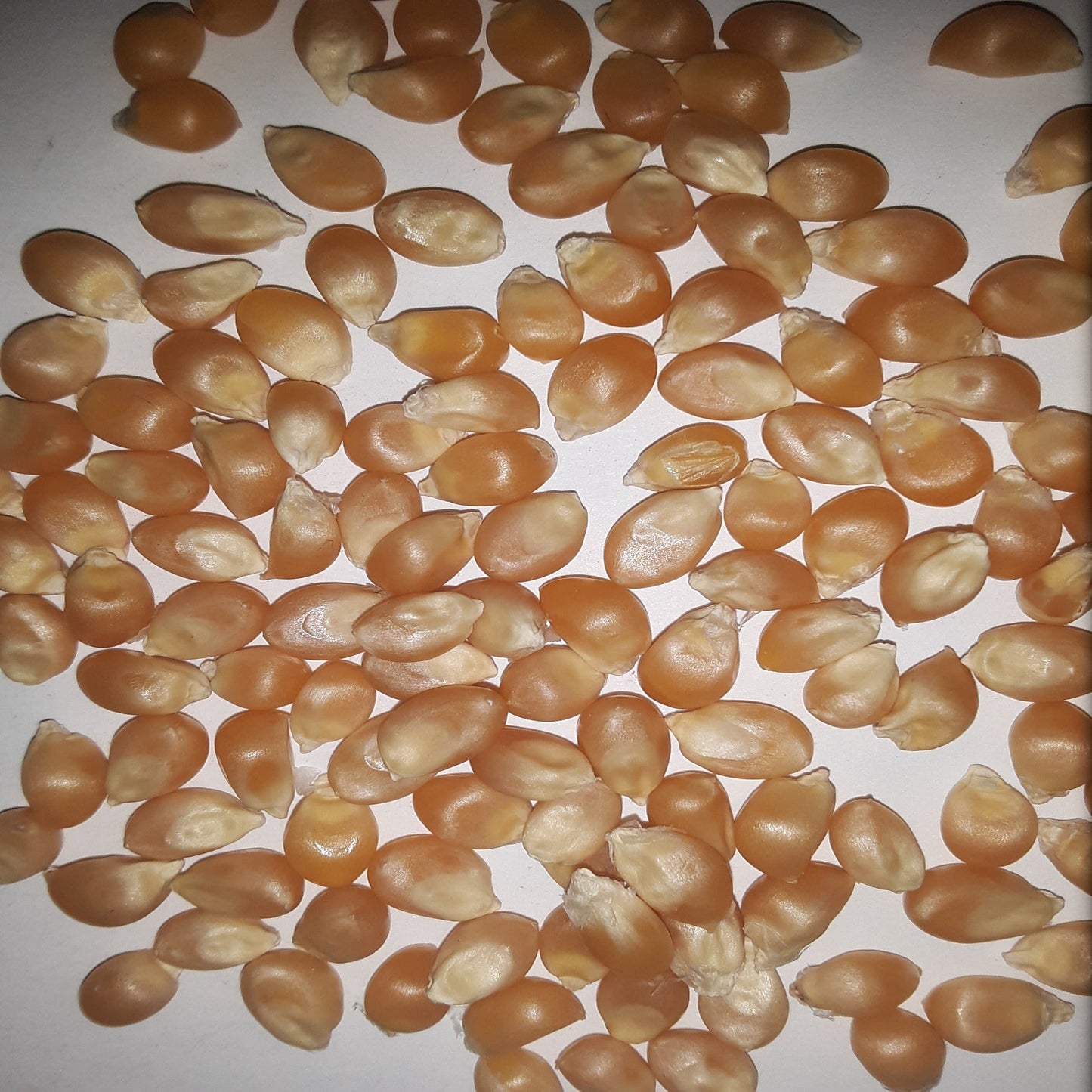 Purdue 410 Yellow Popcorn Untreated Seeds