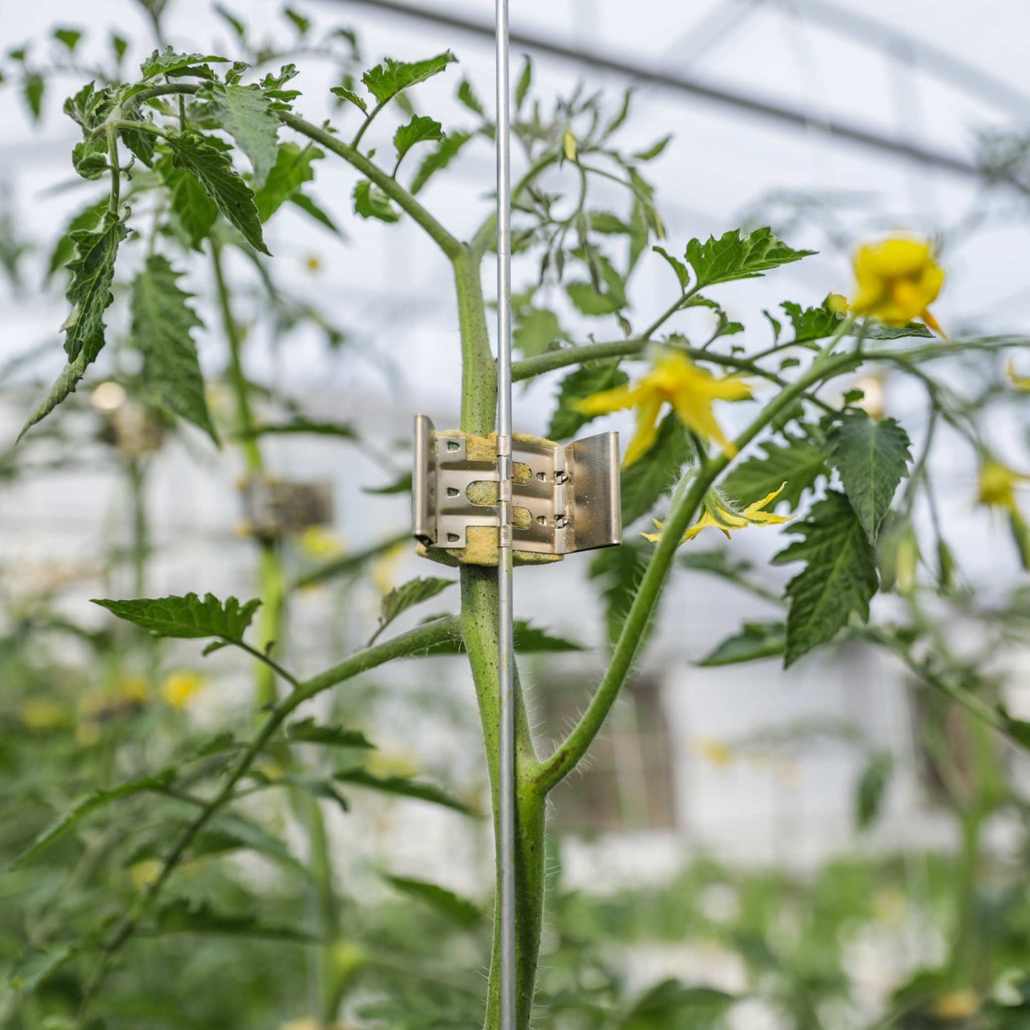 Qlipr Trellising System - Midwest Grow LLC