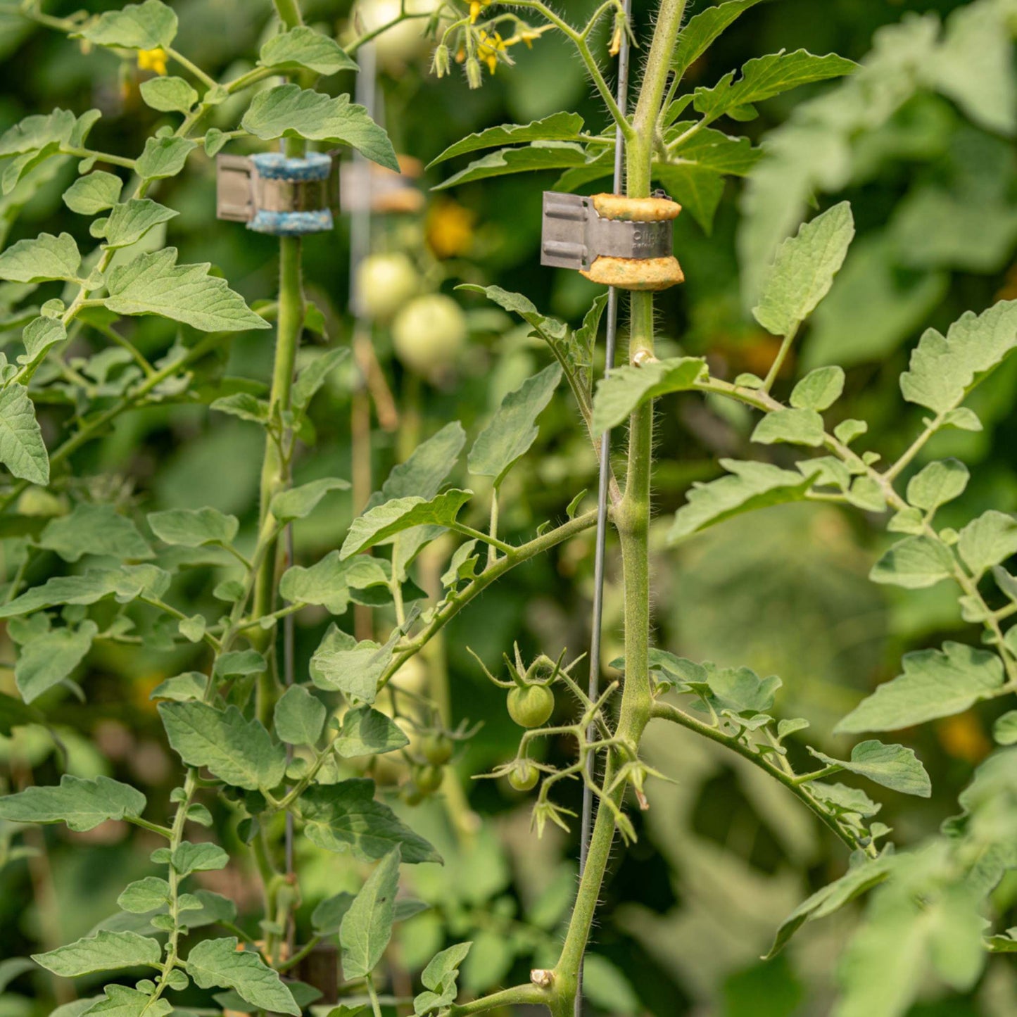 Qlipr Trellising System - Midwest Grow LLC