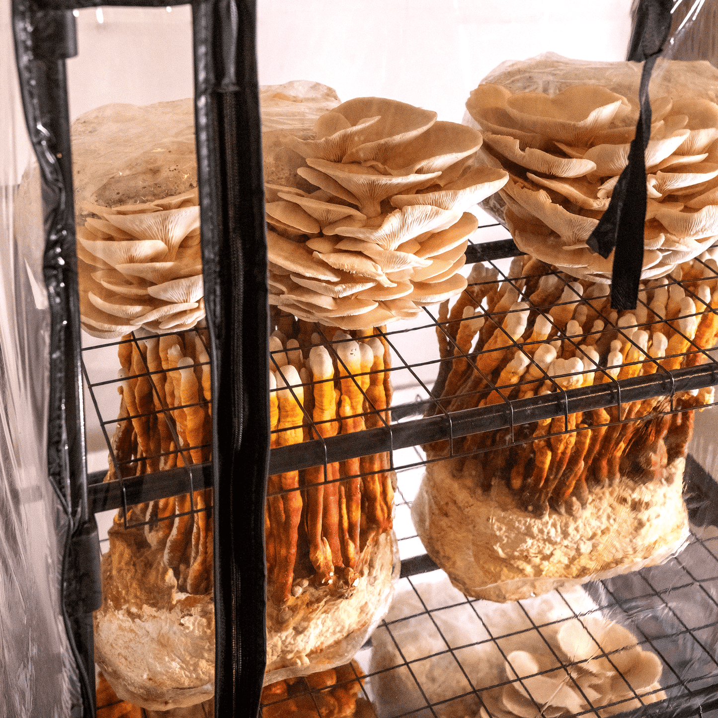 ShroomRoom: Mushroom Grow Tent - Midwest Grow LLC