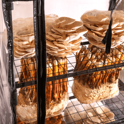 ShroomRoom: Mushroom Grow Tent - Midwest Grow LLC