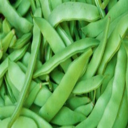 Roma II Green Bean Seeds
