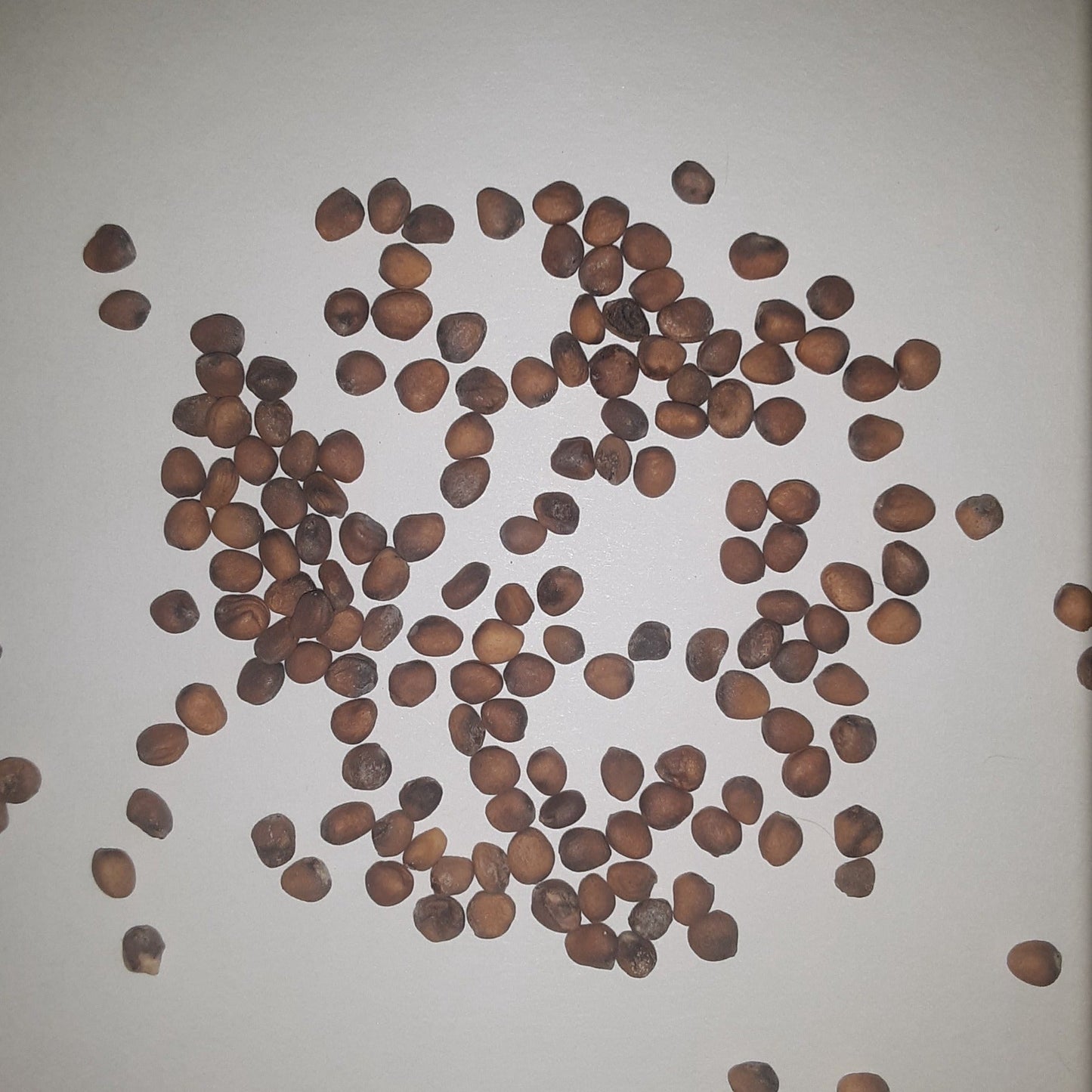 German Giant (Parat) Radish Seeds