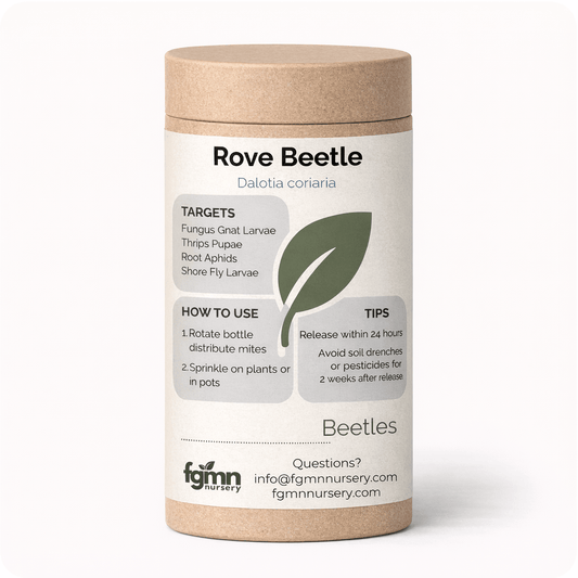 Dalotia coriaria - Rove Beetle - Midwest Grow LLC