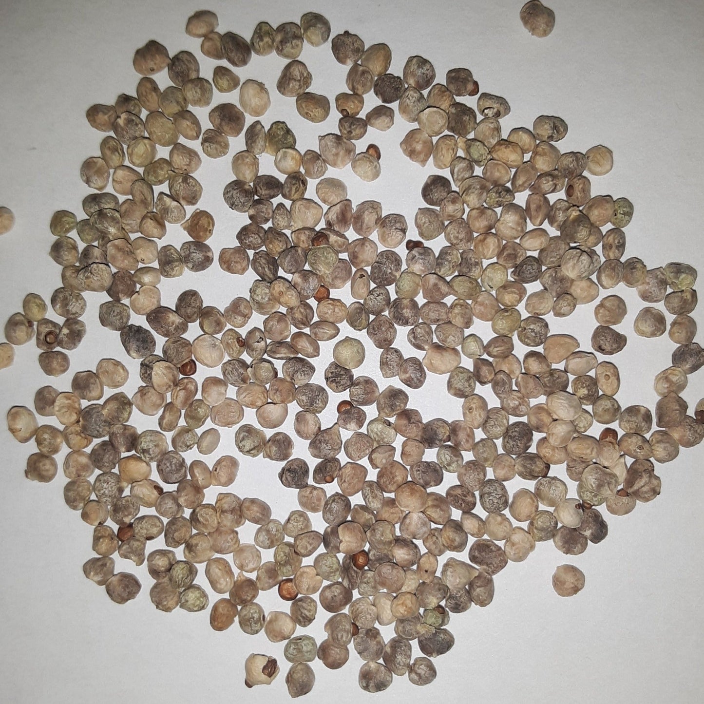 Seaside Hybrid Spinach Seeds