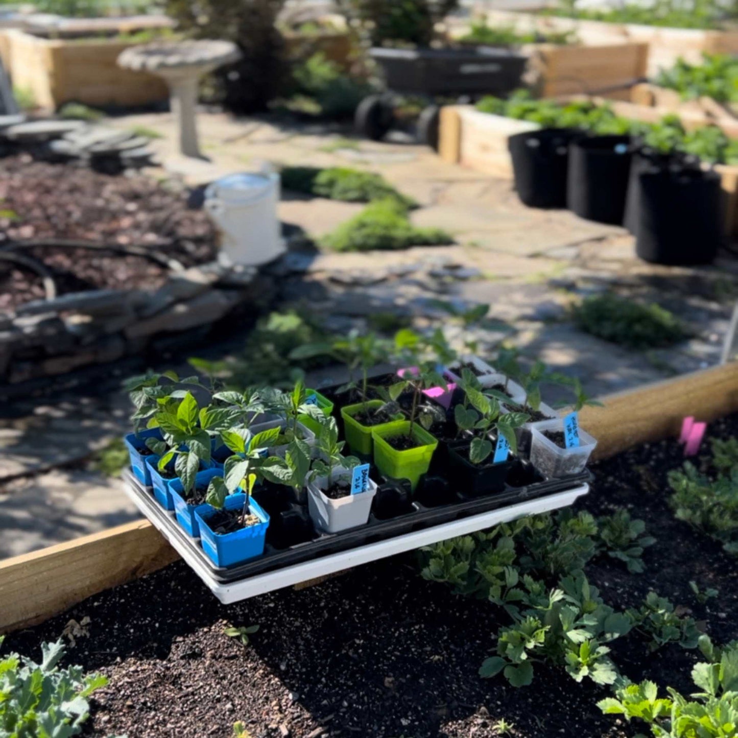 Seed Starter Pots - 2.5" Extra Strength - Midwest Grow LLC