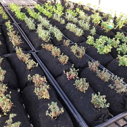 Varden™ Soil-Filled Vardensok - Midwest Grow LLC