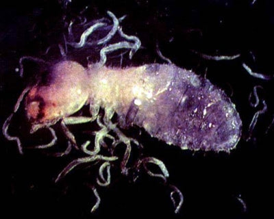 Nematodes NEMAforce SC Steinernema carpocapsae - Beneficial Insects