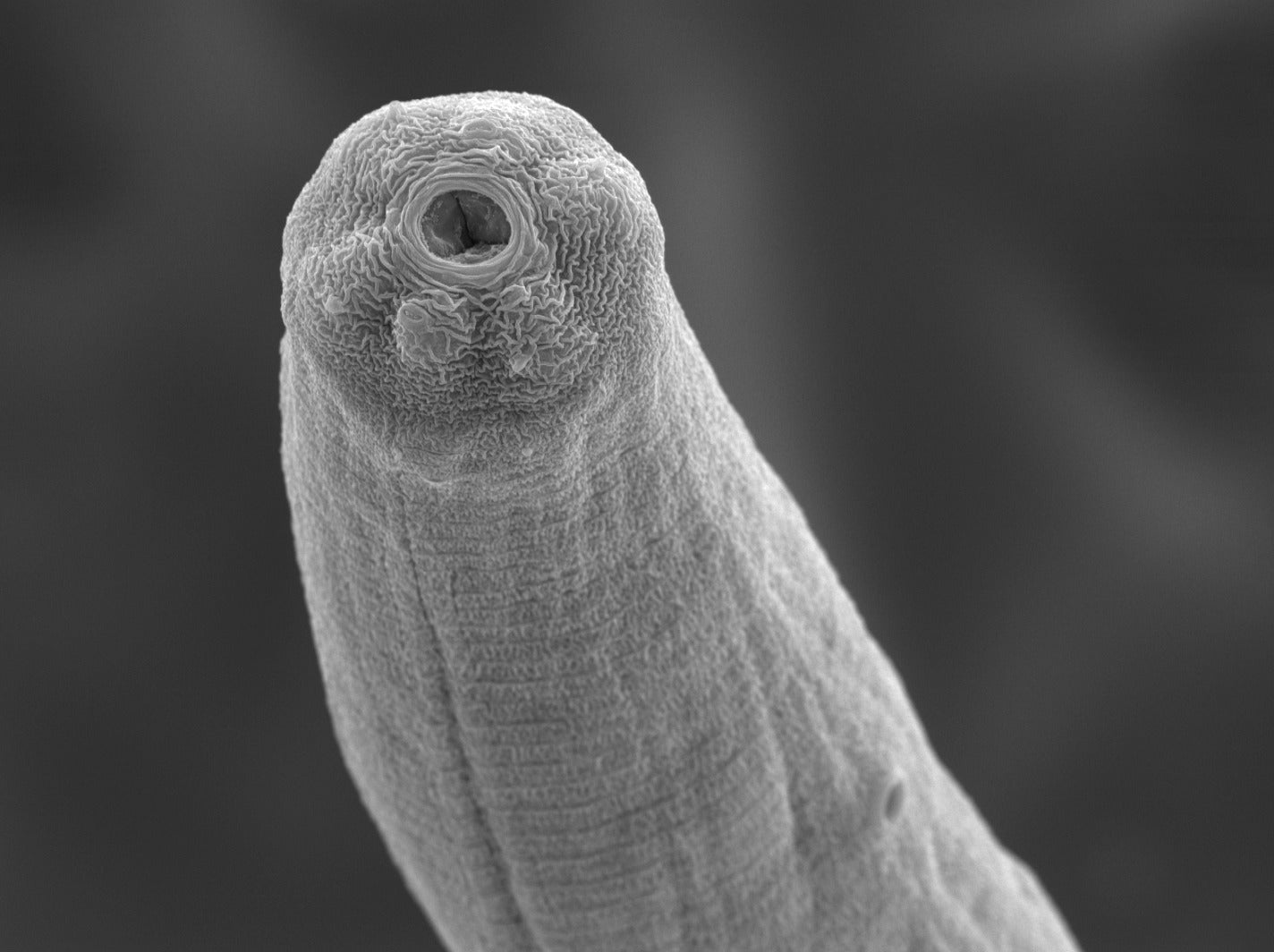 Nematodes NEMAforce SF/SC S. feltiea & carpocapsae