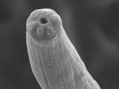 Nematodes NEMAforce SF/SC S. feltiea & carpocapsae