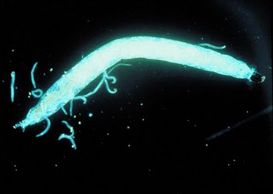 Nematodes NEMAforce SF/SC S. feltiea & carpocapsae