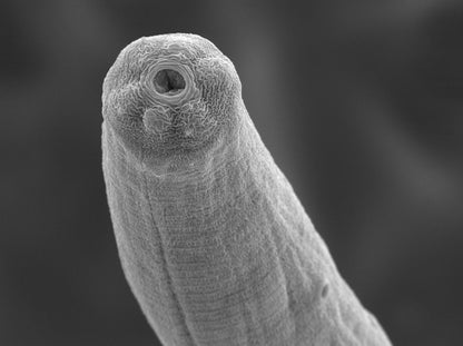 Nematodes NEMAforce SC Steinernema carpocapsae - Beneficial Insects