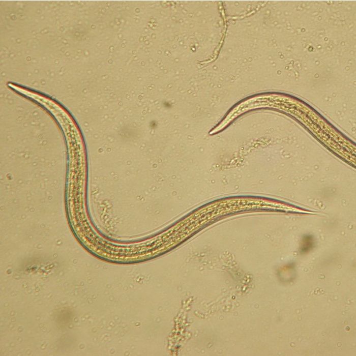 Nematodes NEMAforce SC Steinernema carpocapsae - Beneficial Insects
