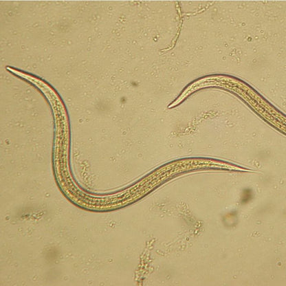 Nematodes NEMAforce SC Steinernema carpocapsae - Beneficial Insects