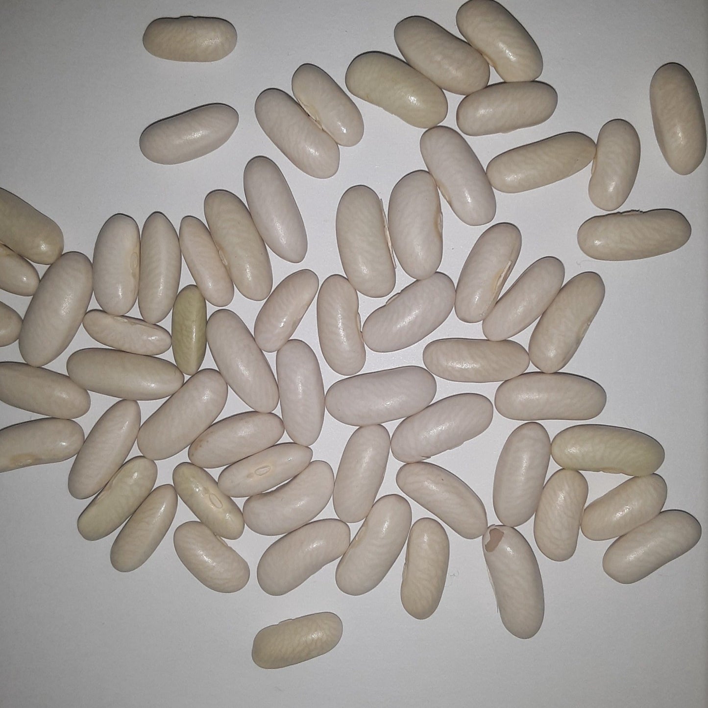 Strike Bush Green Bean Untreated and Treated Seeds