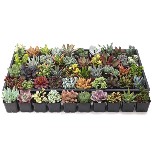 Assorted Succulents