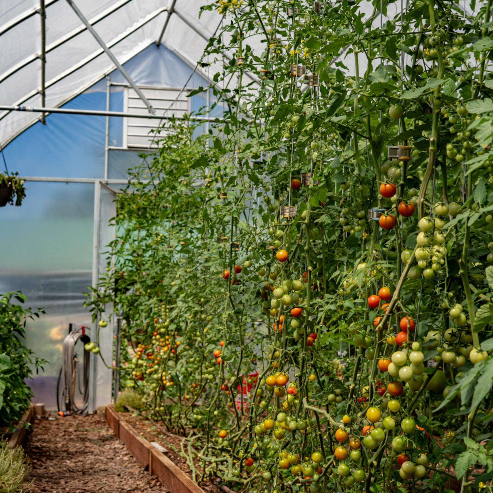 Qlipr Trellising System - Midwest Grow LLC