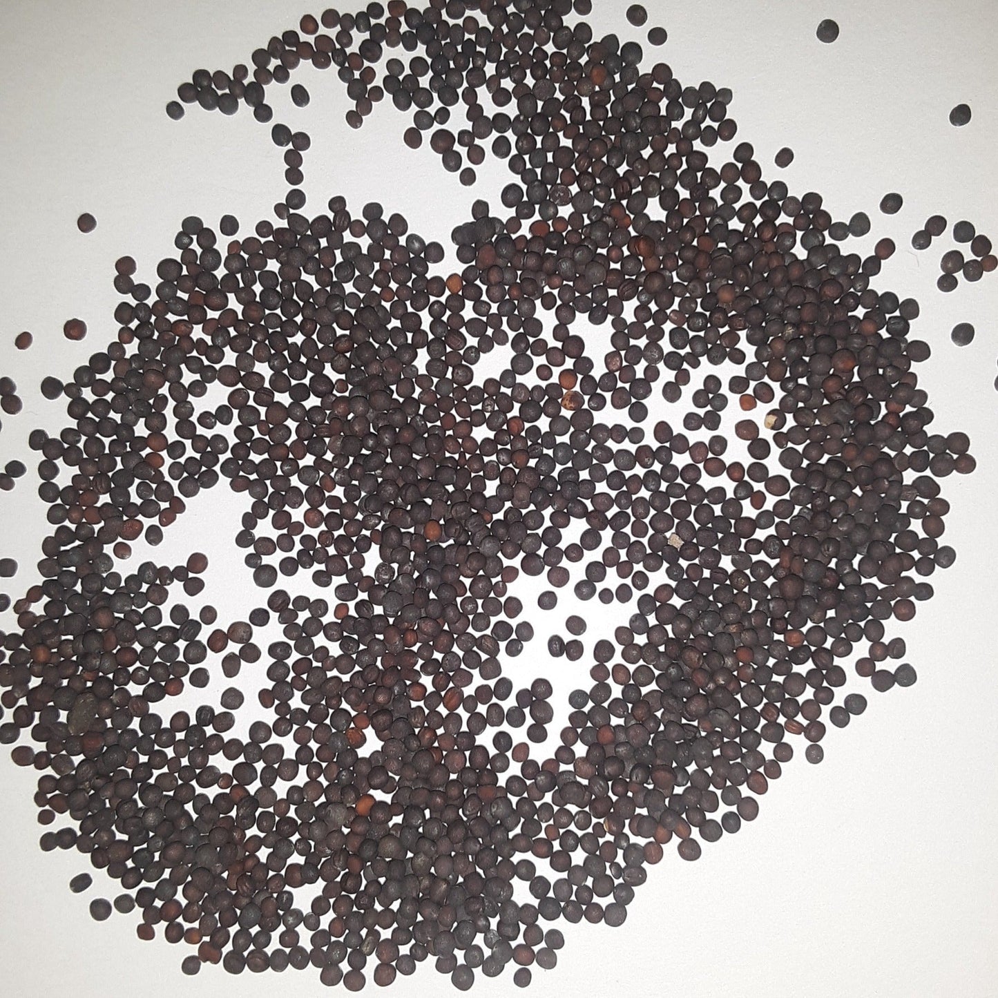 Purple Top White Globe Turnip Seeds