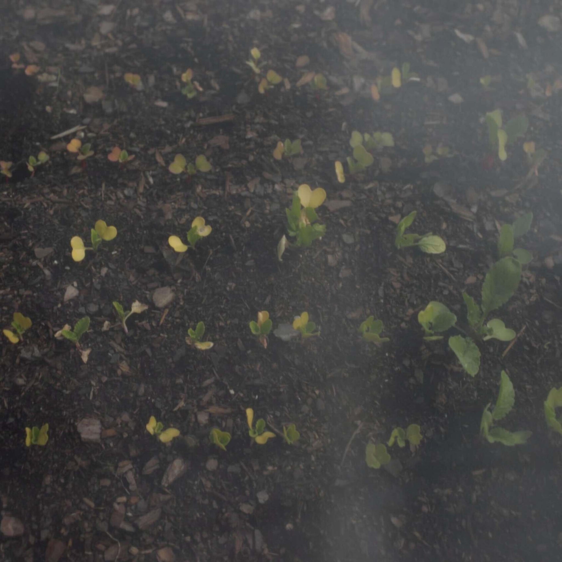 Heavy-Duty Insect Netting - Midwest Grow LLC